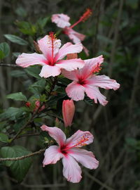 Close-up of pink hibiscus flower