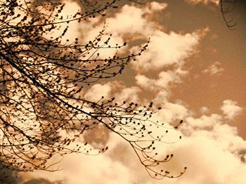Low angle view of bare tree against cloudy sky