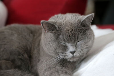 Close-up of cat sleeping at home