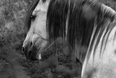 Close-up of horse on field