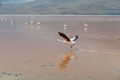 Seagulls on beach