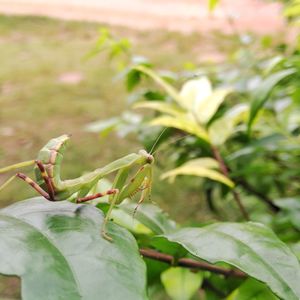 Close-up of insect on plant