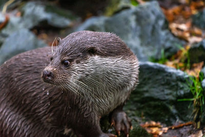 Cut otter looking attentively and curiously over its right shoulder to the left.