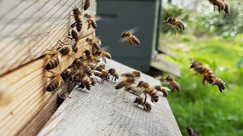 Honey bees on beehive