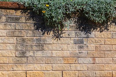 Ivy on wall