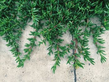 Plants growing in pond