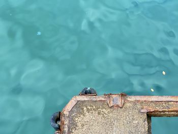 High angle view of birds on sea