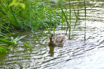 Duck swimming in lake