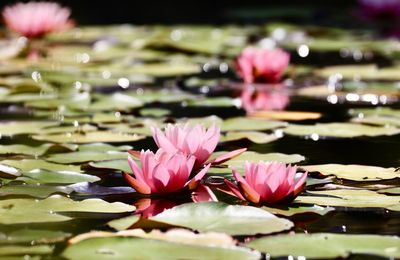 Close-up of pink water lily in lake