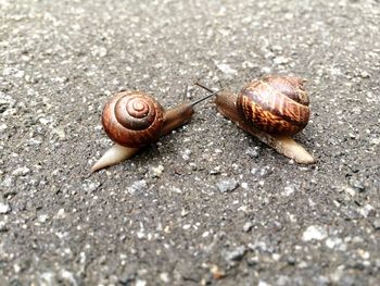 Close-up of snails on footpath