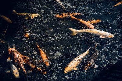 High angle view of koi carps swimming in pond