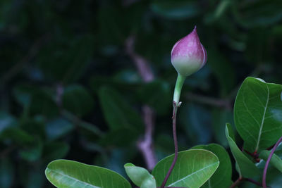 Close-up of purple flowering plant