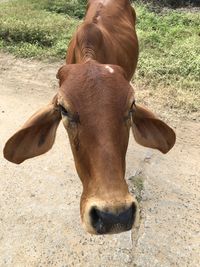 High angle view of cow on street 