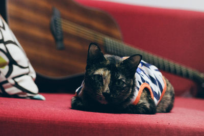 Close-up of cat resting on sofa