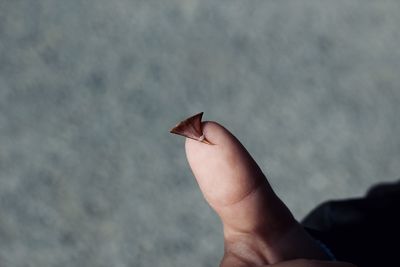 Close-up of hand holding leaf against blurred background