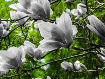 Close-up of white flowering plant