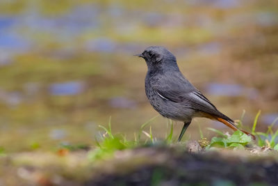 Close-up of bird perching on a land