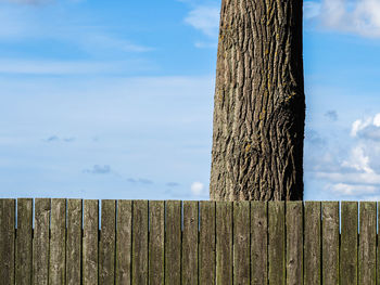 Close-up of wooden post against tree trunk