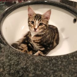 High angle portrait of a cat