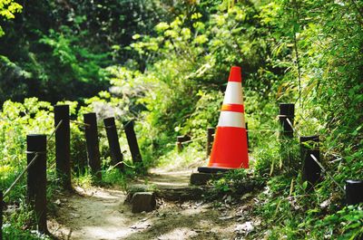 Red flag on dirt road amidst trees in forest