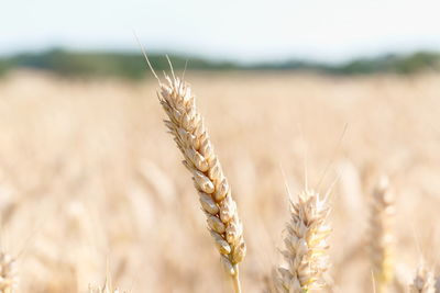 crop