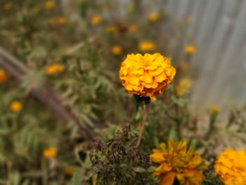 Close-up of yellow flowers blooming outdoors