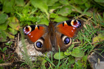 Close-up of butterfly on ground