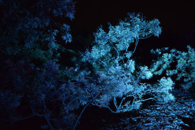 Close-up of snow on tree trunk at night