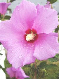 Close-up of pink flower