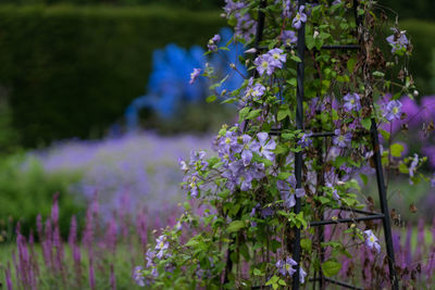 Close-up of purple flowering plants