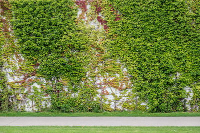 Ivy growing on tree