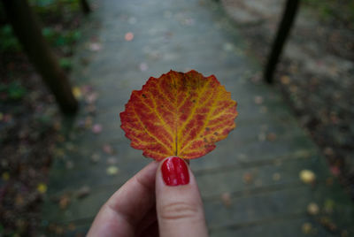 Close-up of person holding maple leaf