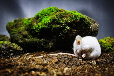 Close-up of sheep on rock