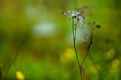 Close-up of spider on web