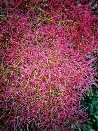 Close-up of pink flowers