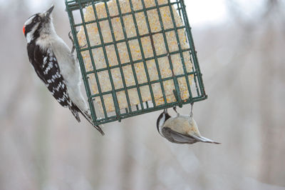 Close-up of bird perching on feeder