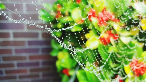 Close-up of water drops on spider web