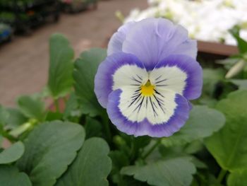 Close-up of purple flowering plant