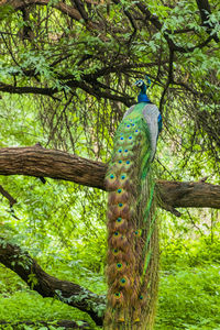 Low angle view of peacock perching on tree in forest