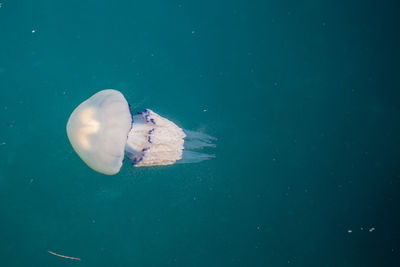 Close-up of jellyfish swimming in sea