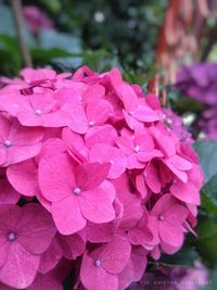 Close-up of pink hydrangea flowers