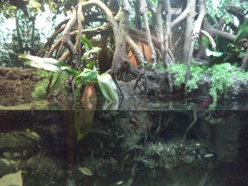 Close-up of lizard on tree trunk by plants