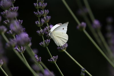 Close-up of butterfly pollinating on purple flower