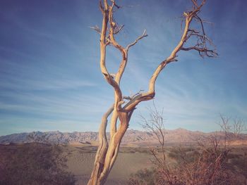 Bare tree on desert against sky