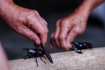 Close-up of hand holding insect