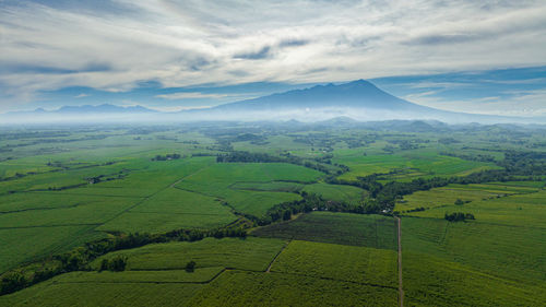 Sugarcane plantations view from above against the backdrop of mountains during sunrise. 