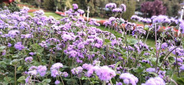 Close-up of purple flowering plants in garden