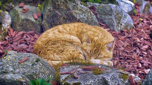 Cat relaxing on rock