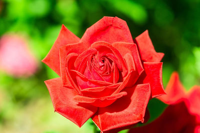 Close-up of red rose