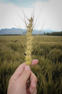 grass